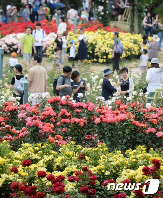 首爾大公園舉辦玫瑰節慶典 顯忠日假期感受玫瑰浪漫情懷【組圖】