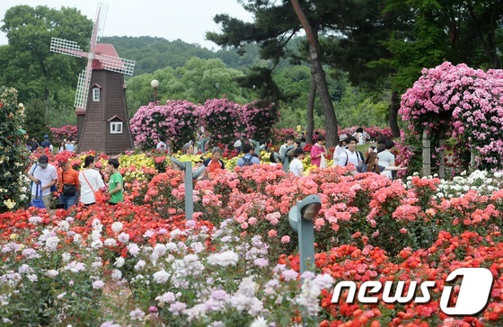 首爾大公園舉辦玫瑰節慶典 顯忠日假期感受玫瑰浪漫情懷【組圖】