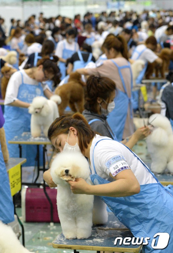 韓國舉行汪星人顏值比賽 寵物狗美容師世紀大對決【組圖】