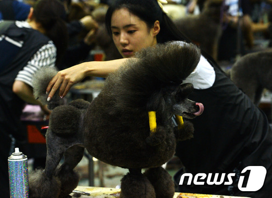 韓國舉行汪星人顏值比賽 寵物狗美容師世紀大對決【組圖】
