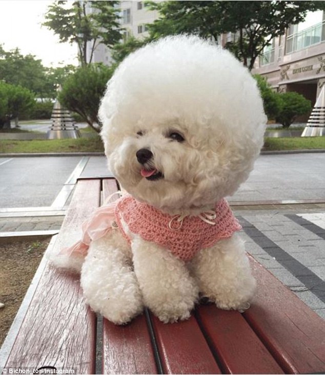 韓國一比熊犬毛發修剪成大絨球惹人喜愛（組圖）