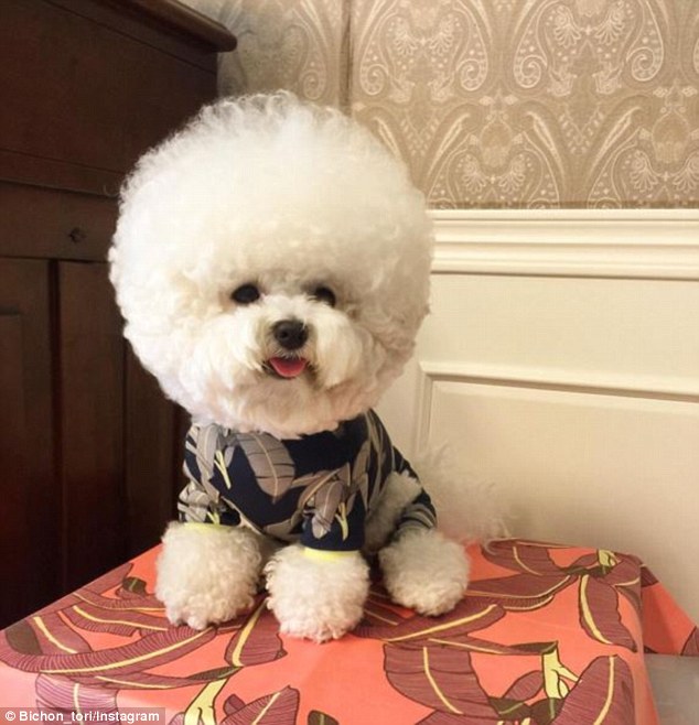韓國一比熊犬毛發修剪成大絨球惹人喜愛（組圖）