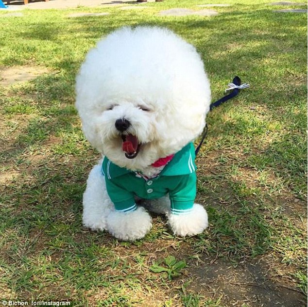 韓國一比熊犬毛發修剪成大絨球惹人喜愛（組圖）