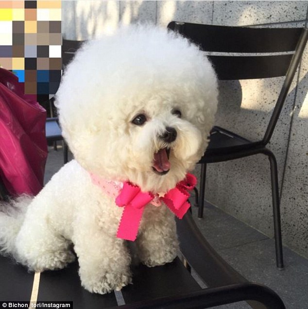 韓國一比熊犬毛發修剪成大絨球惹人喜愛（組圖）