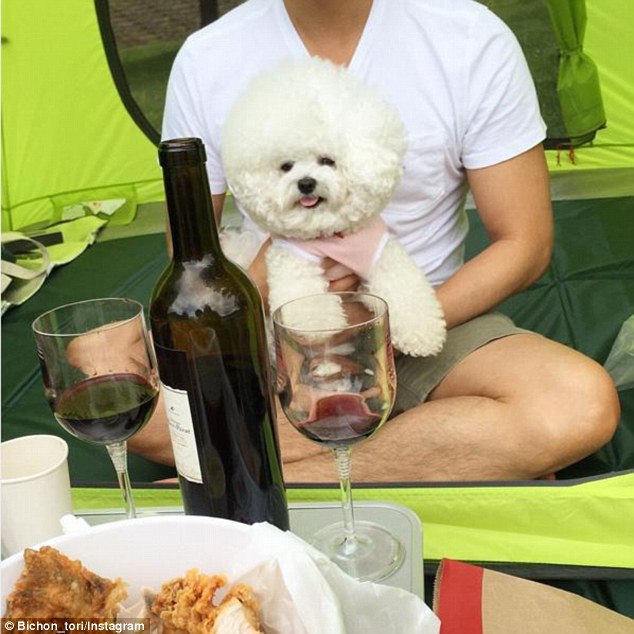 韓國一比熊犬毛發修剪成大絨球惹人喜愛（組圖）