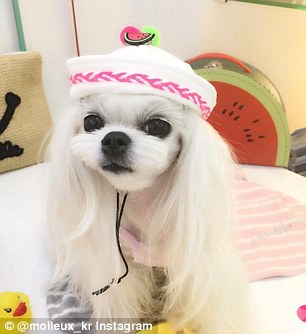 韓國馬爾濟斯犬走紅網絡 發型精致引人羨慕（組圖）