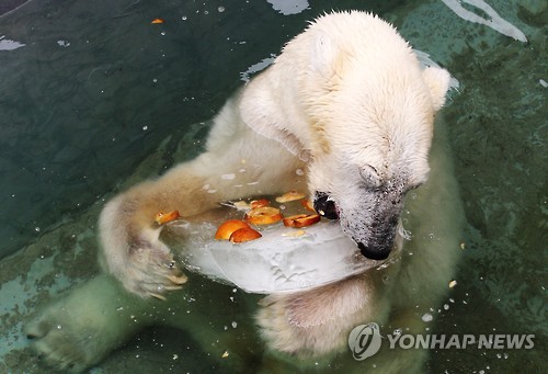 韓國高溫不斷 北極熊解暑有妙招【組圖】