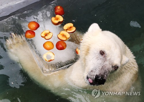 韓國某動物園的北極熊享用冰鎮水果（圖片來源：韓聯社）