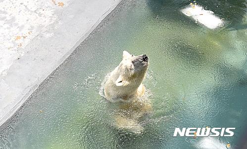 韓國高溫不斷 北極熊解暑有妙招【組圖】