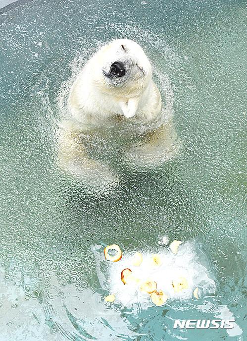 韓國高溫不斷 北極熊解暑有妙招【組圖】