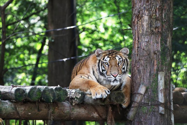 韓國高溫持續 動物園里它們如何“花樣”避暑【組圖】