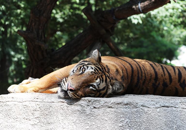 韓國高溫持續 動物園里它們如何“花樣”避暑【組圖】