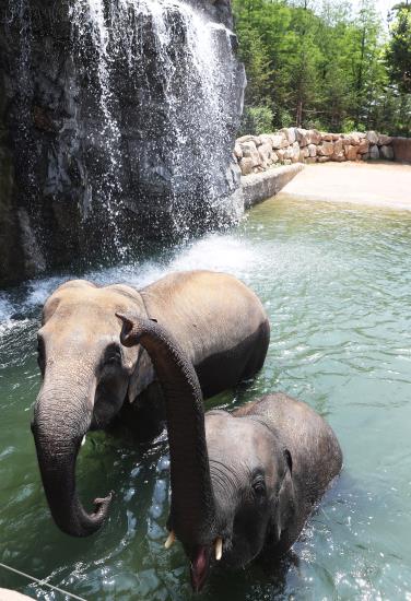 韓國高溫持續 動物園里它們如何“花樣”避暑【組圖】