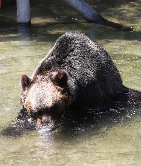 韓國高溫持續 動物園里它們如何“花樣”避暑【組圖】