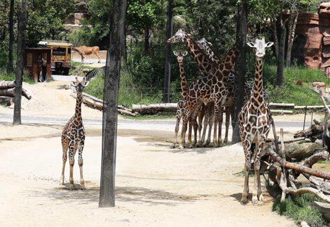 韓國高溫持續 動物園里它們如何“花樣”避暑【組圖】