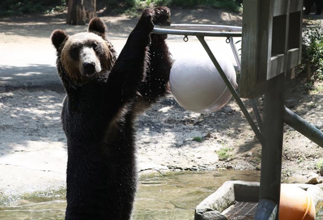 韓國高溫持續 動物園里它們如何“花樣”避暑【組圖】