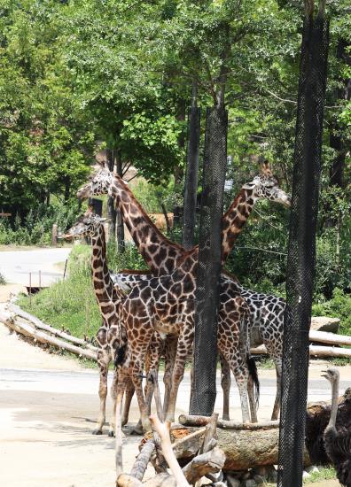 韓國高溫持續 動物園里它們如何“花樣”避暑【組圖】