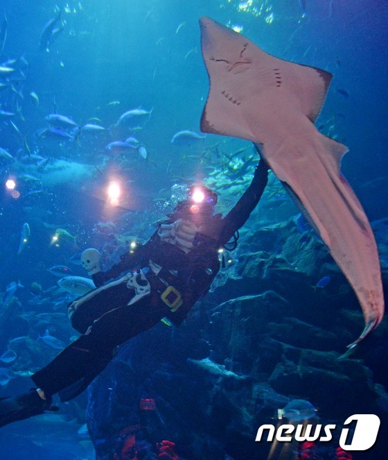萬圣節將至 韓國水族館“驚險之夜”恐怖指數爆表【組圖】