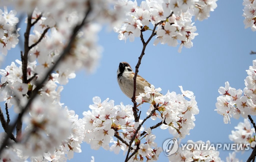 42nԭⰻȻѻ`һֻȸ֦^ܴDƬԴn