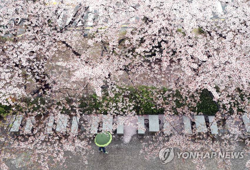 4月6日，在韓國釜山釜慶大學龍塘校區，春雨紛紛，櫻花飄落。