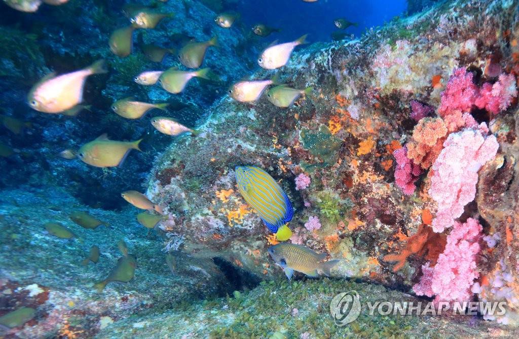 成群的魚兒游過軟珊瑚群。