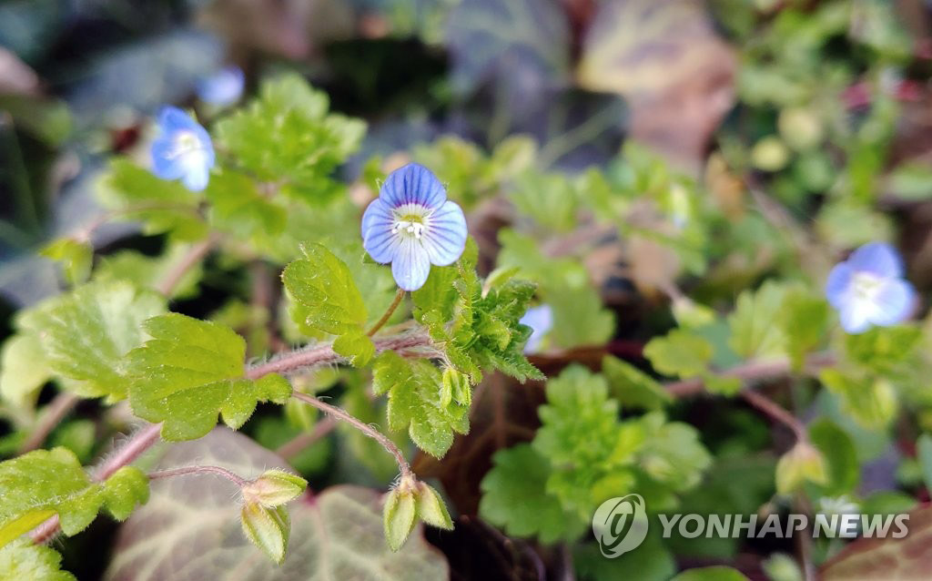 נ񶬽ѩ1937µ Ƚѩ씵ࡾ2