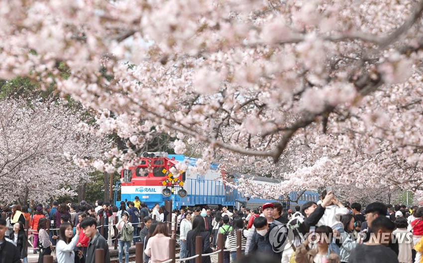 26日上午，在慶尚南道昌原市鎮海區慶和站公園內，游客們以盛開的櫻花為背景拍照打卡，留下春日回憶。
