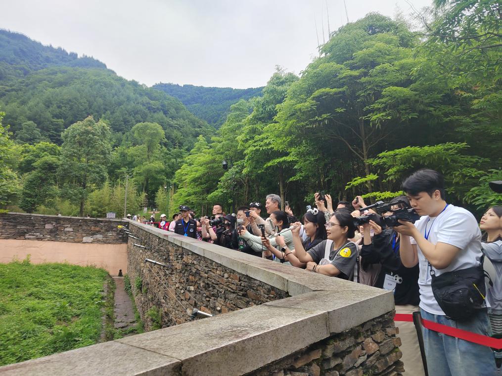 6月23日，韓國旅行商在中國大熊貓保護研究中心臥龍神樹坪基地看望大熊貓“福寶”。新華社發