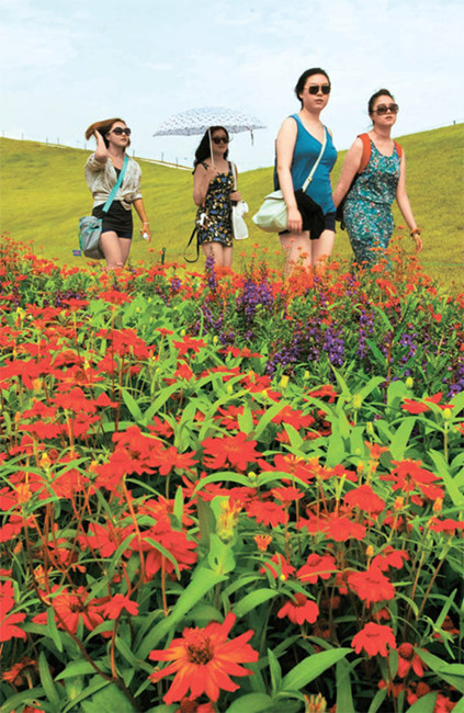 韓國順天灣園博會秋花爛漫