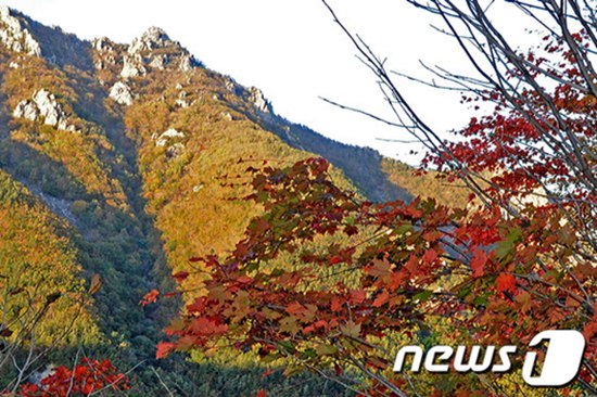 圖為層林盡染的雪岳山。圖片來源：韓國NEWS1